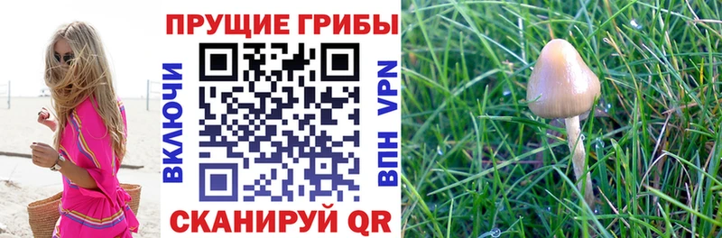 Купить где  Дрезна  Псилоцибиновые грибы мухоморы 